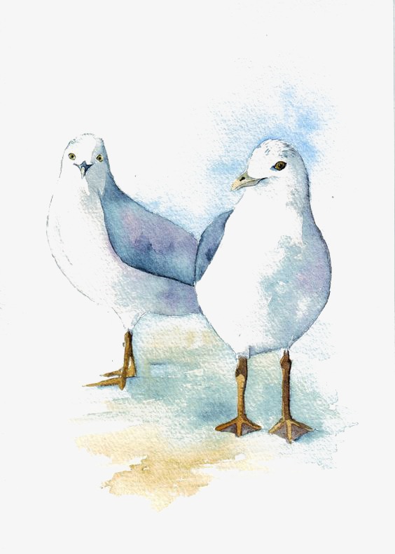 564x791 Hand Painted Watercolor Pigeons, Watercolor Clipart, Pigeon, Birds