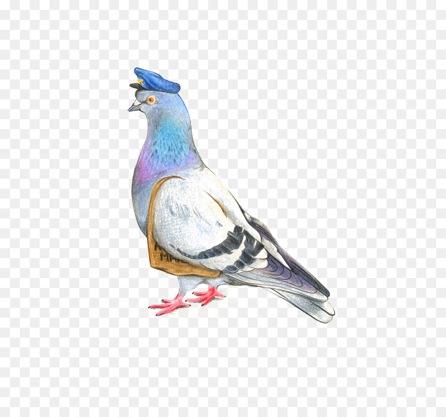 900x840 Homing Pigeon Columbidae Drawing Watercolor Painting Illustration