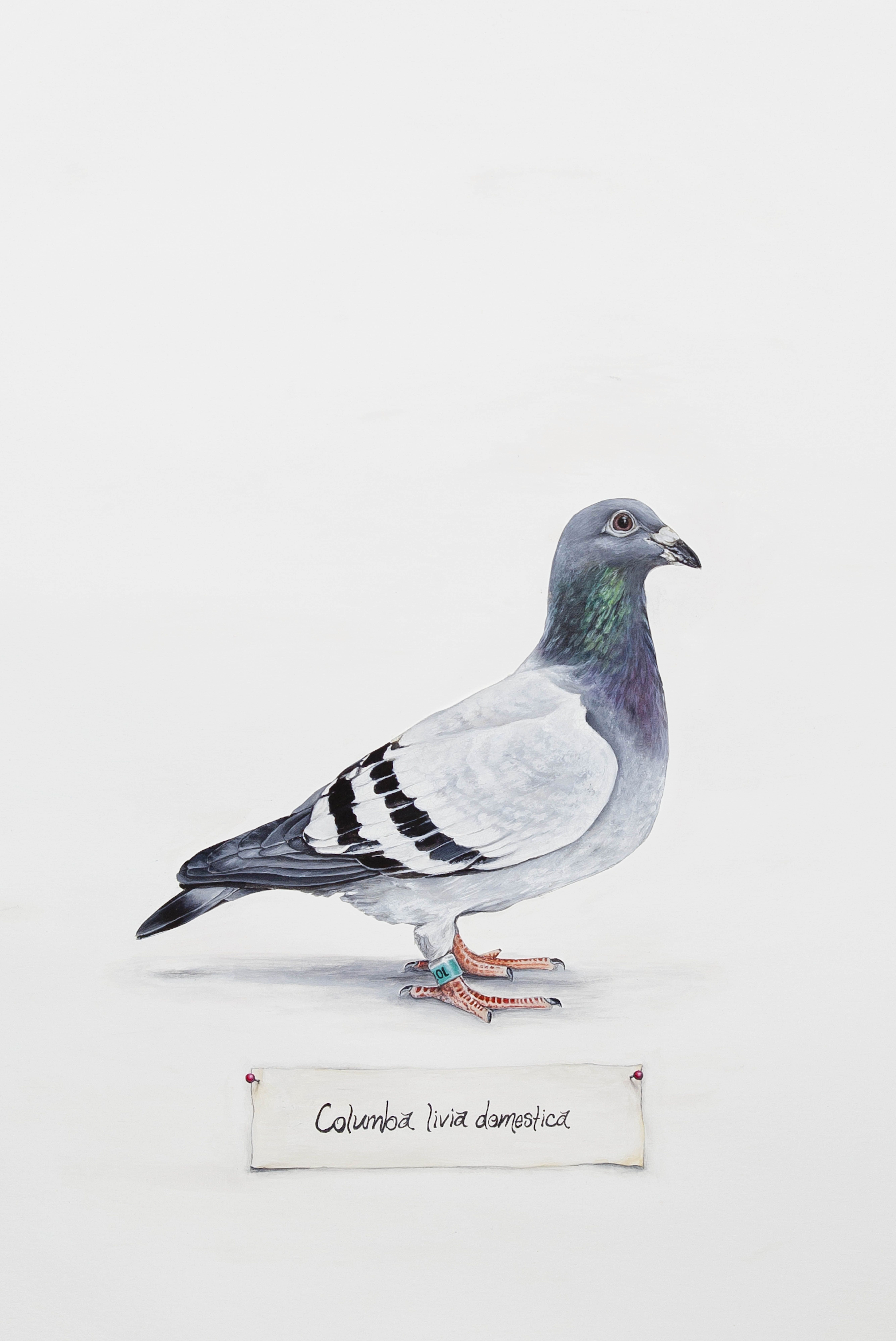 5340x7992 Pigeon
