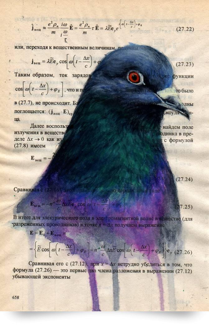 671x1044 Pigeon Paintingwatercolor Traditional