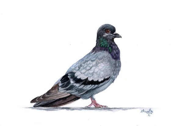 570x413 Blue Rock Pigeon Watercolor Painting Etsy