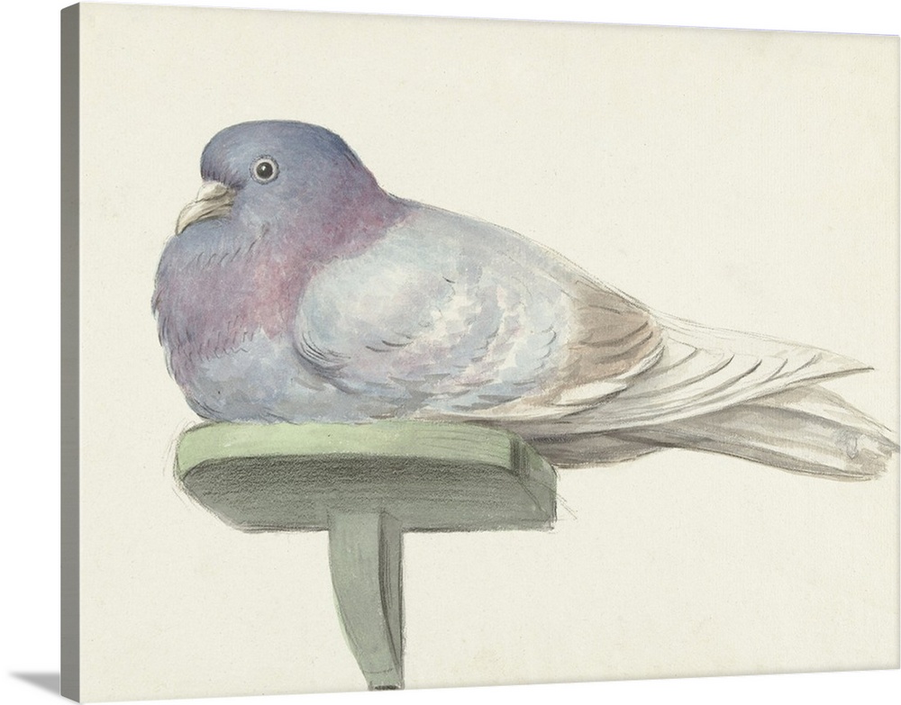 1000x783 Pigeon Sitting On A Shelf, By Jean Bernard, 1802, Dutch Watercolor