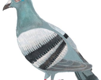 340x270 Pigeon Watercolor Etsy