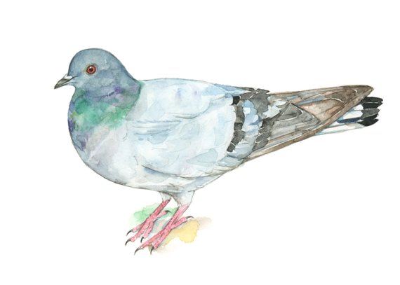 570x407 Pigeon Watercolor Painting Bird Watercolor Painting 5x7 Etsy