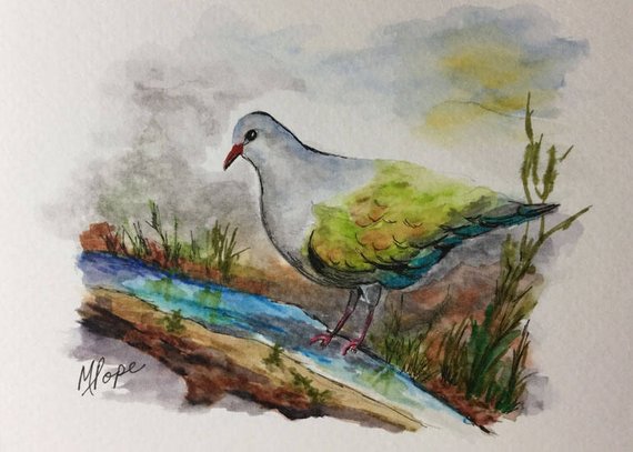 570x407 Pigeon Watercolor Paintingwatercolor And Inkpigeon Etsy
