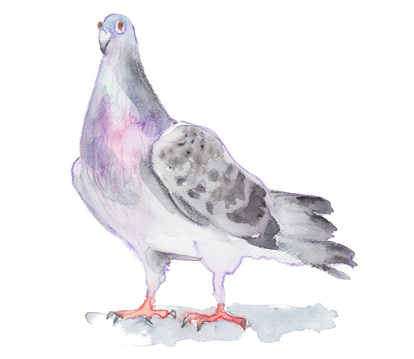 1357x1178 Collection Of Free Pigeon Drawing Watercolor. Download On Ubisafe