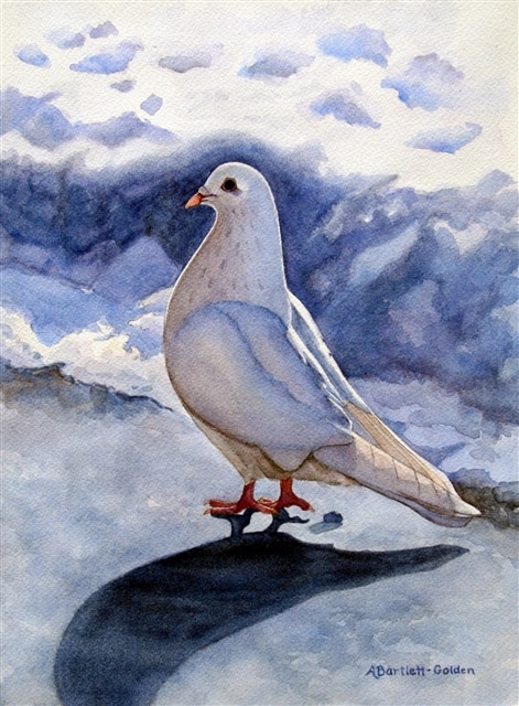 471x640 The Snow Pigeon