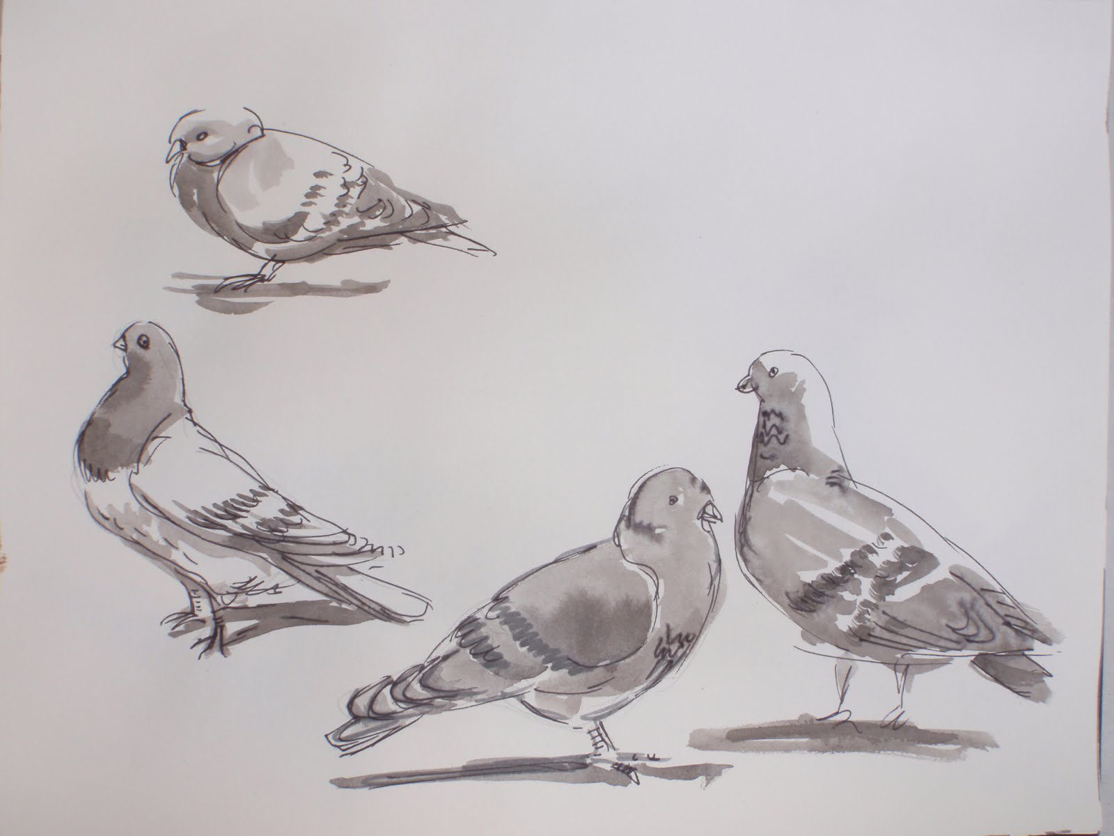 1600x1200 Turtle Hillmark Fletcher Watercolor Lesson Pigeons