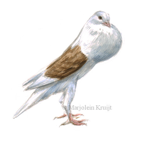 456x450 Voorburg Shield Cropper Pigeon Illustration For Sale
