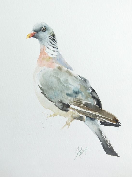 548x735 Wood Pigeon (Columba Palumbus) Birds, Etc.