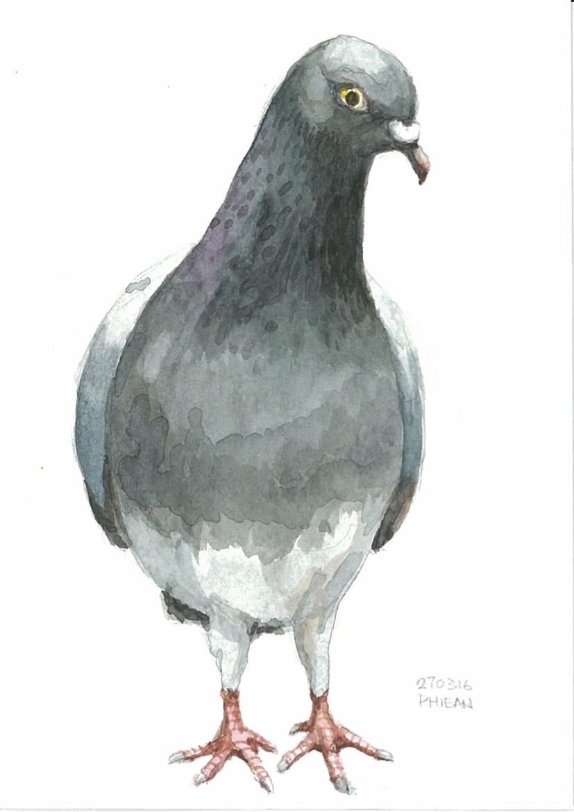 827x1169 Watercolour Pigeon Watercolor