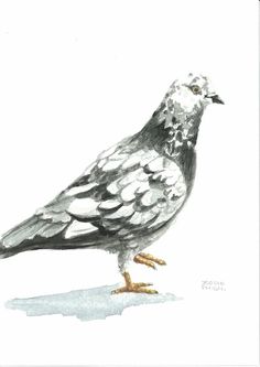 236x333 Watercolour Pigeon
