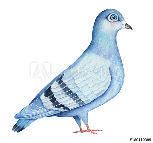 500x467 Feral Pigeon Hand Drawn Watercolor Illustration, Isolated On White