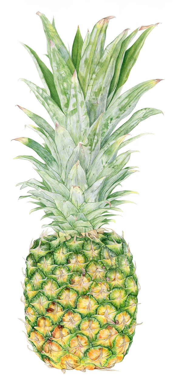 570x1261 Pineapple Botanical Print From Original Watercolor Painting In