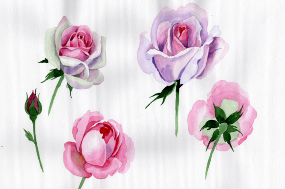580x386 Pink Rose Watercolor Flower Png Graphic By Mystocks
