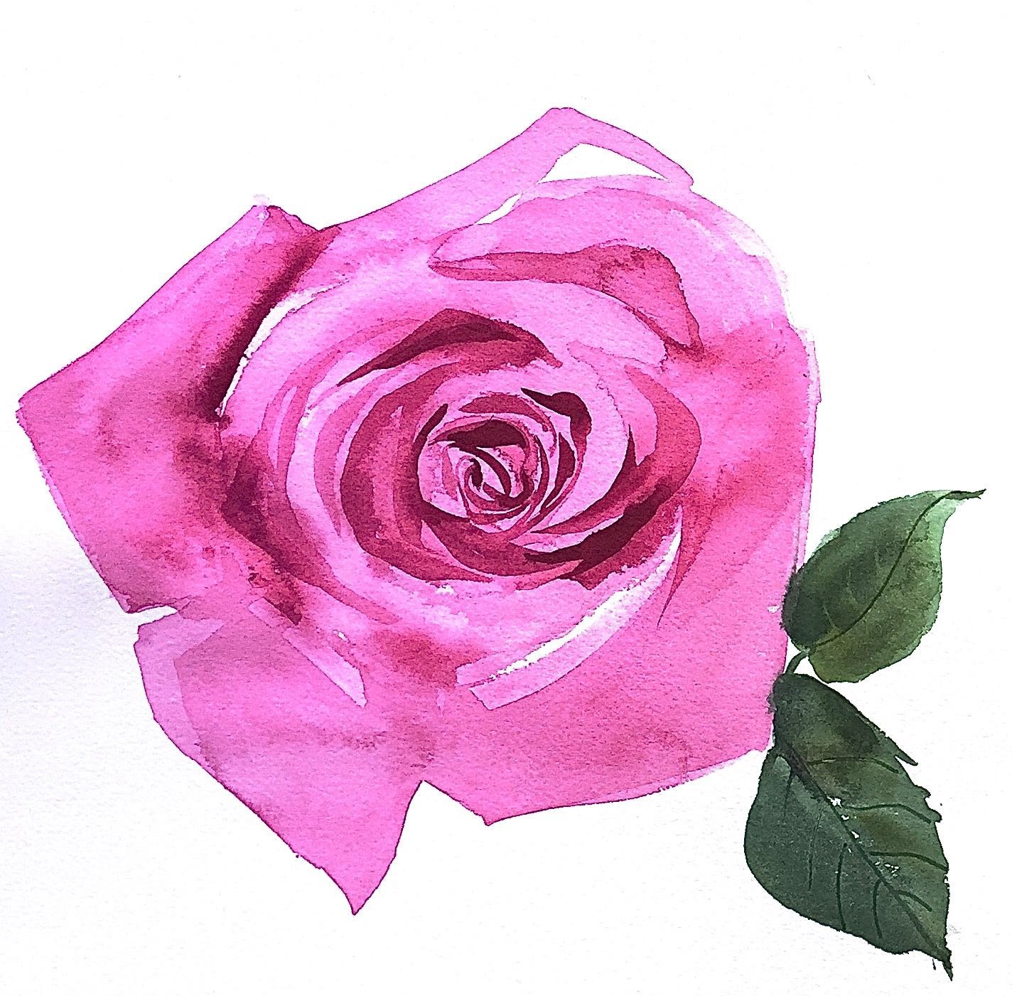 1424x1401 Original Floral Watercolor Painting Pink Rose