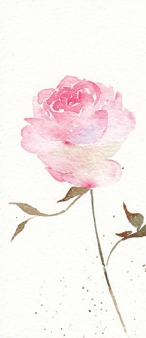 300x693 Pink Rose Watercolour Watercolor Painting Water Painting