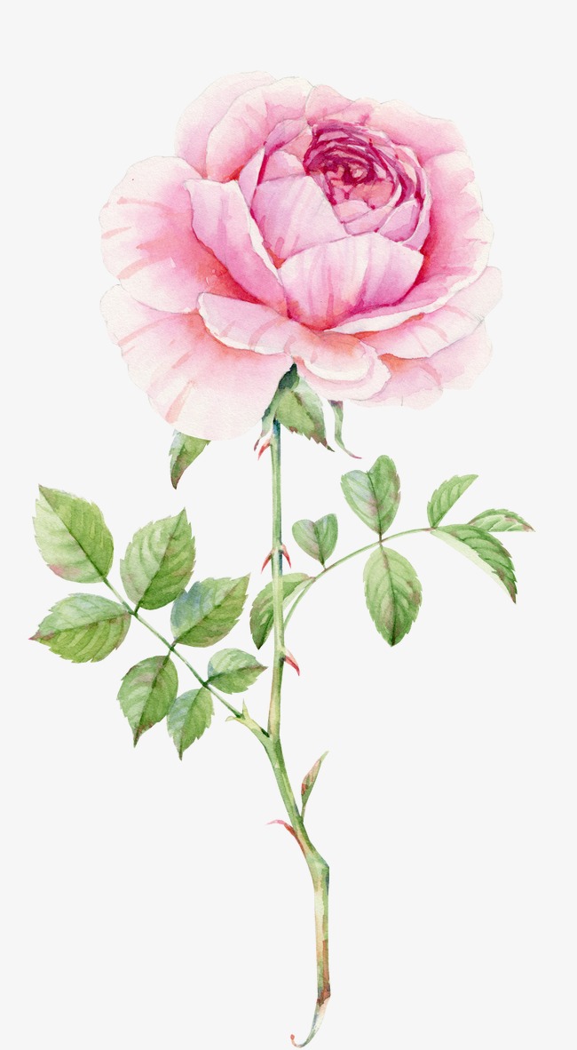 650x1182 Delicate Pink Roses Watercolor, Watercolor Clipart, Pink