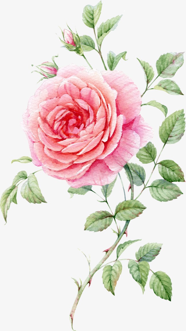 650x1157 Watercolor Painted Pink Roses, Watercolor Clipart, Rose Bud