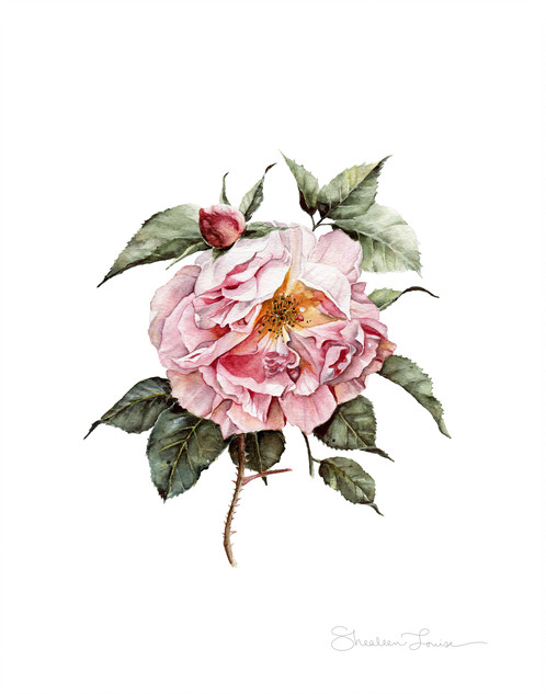 498x633 Wilting Pink Rose