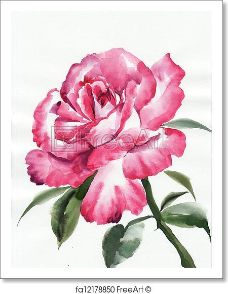 450x580 Free Art Print Of Pink Rose. Watercolor Rose Original Painting