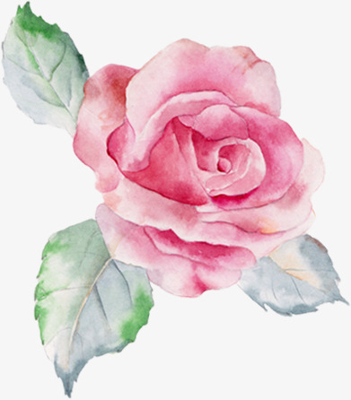 391x446 Hand Painted Pink Roses, Hand Painted Roses, Watercolor Pink Rose