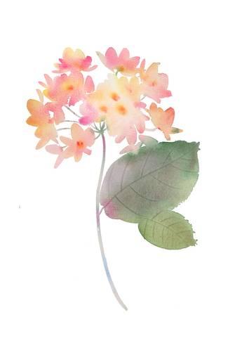 325x488 Cluster Of Pink Watercolor Flowers Prints