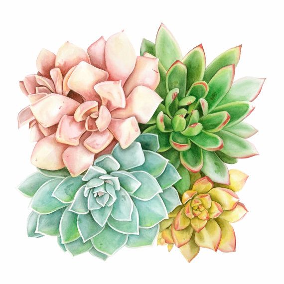 570x570 Best 25 Watercolor Succulents Ideas Succulent