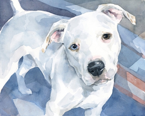 472x377 Pit Bull Watercolor David Scheirer Watercolors