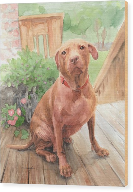 428x618 Pitbull Watercolor Portrait Drawing By Mike Theuer
