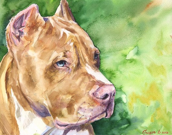 570x447 Pitbull Watercolor Print Of The Original Painting Art Cute Etsy