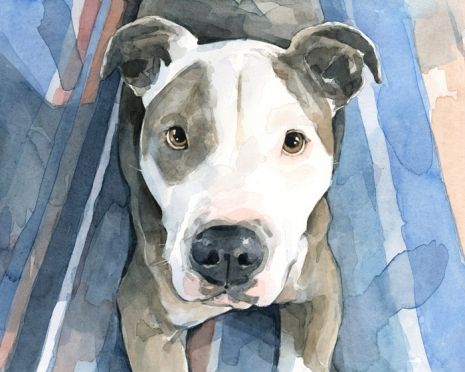 465x372 Pitbull Watercolor Illustrations David Scheirer Watercolors