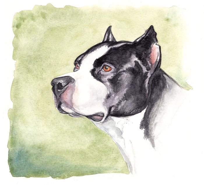 700x635 Watercolor Pitbull Wall Mural We Live To Change