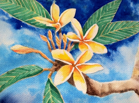 465x347 Plumeria Art Designs By Lenila