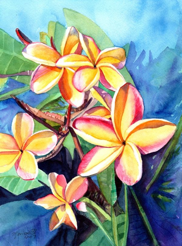 600x811 Plumeria Watercolor, Tropical Flowers, Frangipani Art, Kauai Fine