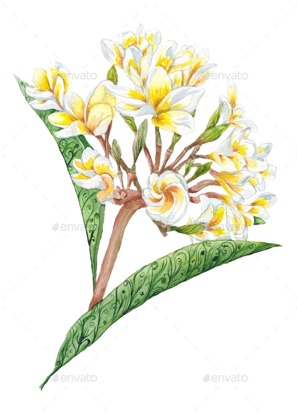 590x820 Plumeria Watercolor Plant By Kisika Graphicriver