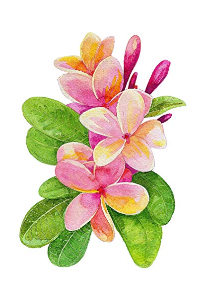 415x606 Icandy Combat 8 X 10 Plumeria Flowers Art Watercolor