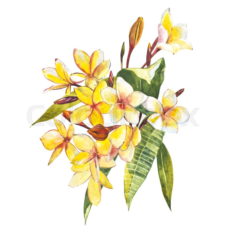 800x800 Plumeria Isolated On White Background. Tropical Set, Watercolor