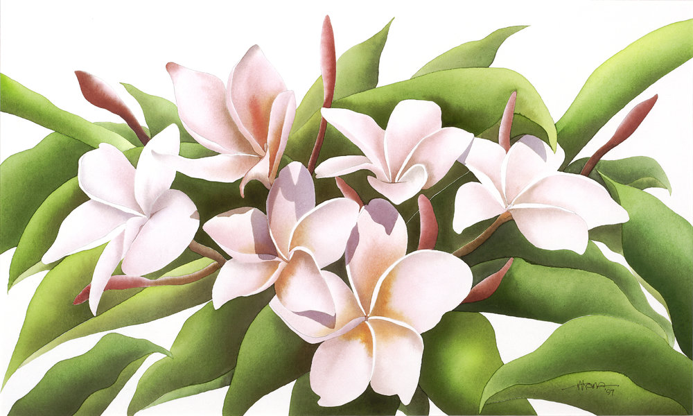 1000x600 Sweet Smell Of Plumeria Watercolor Print Alan Akana Gallery