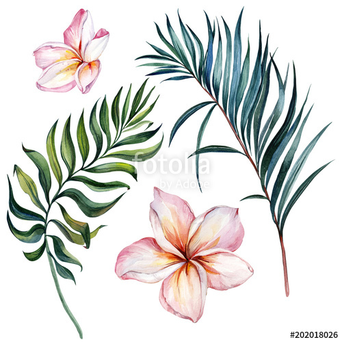 500x500 Tropical Exotic Floral Set. Beautiful Pink Plumeria Flowers And