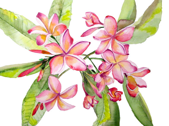 570x423 Watercolor Plumeria Flower Print. Floral Watercolor Print. Wall