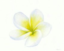 214x170 Watercolor Plumeria