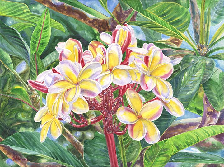 720x536 Kauai Plumeria Watercolor By Artist Jenny Floravita, 28x22 Inches