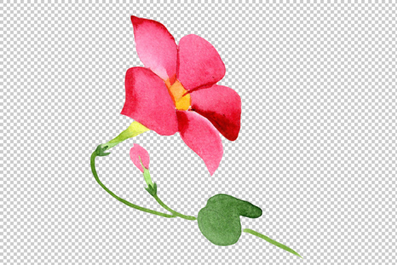 580x387 Wildflower Red Dipladies Png Watercolor Set Graphic By Mystocks