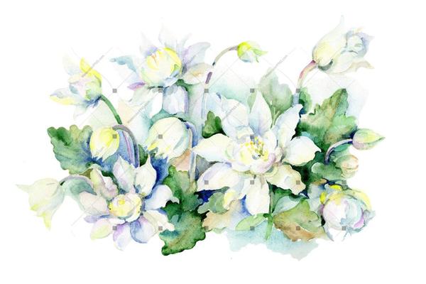 600x400 Aquarelle White Bouquet Png Watercolor Set Watercolorpng