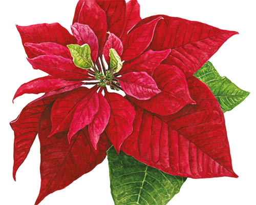 500x400 How To Paint A Poinsettia In Watercolour