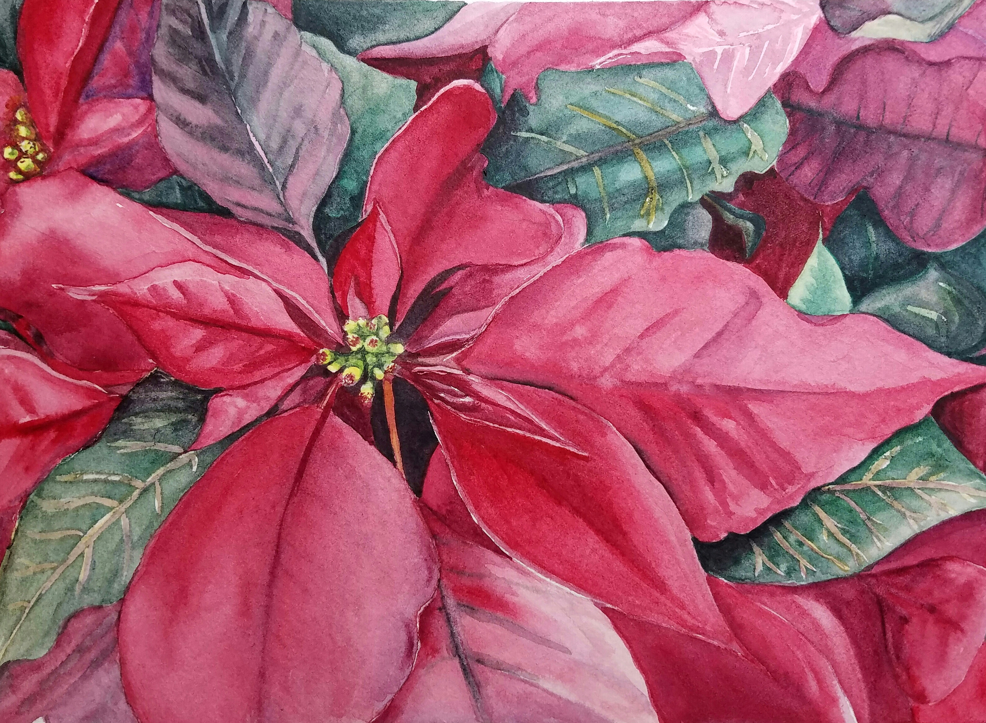 3145x2306 Poinsettia Original Watercolor Esther Beler Wodrich