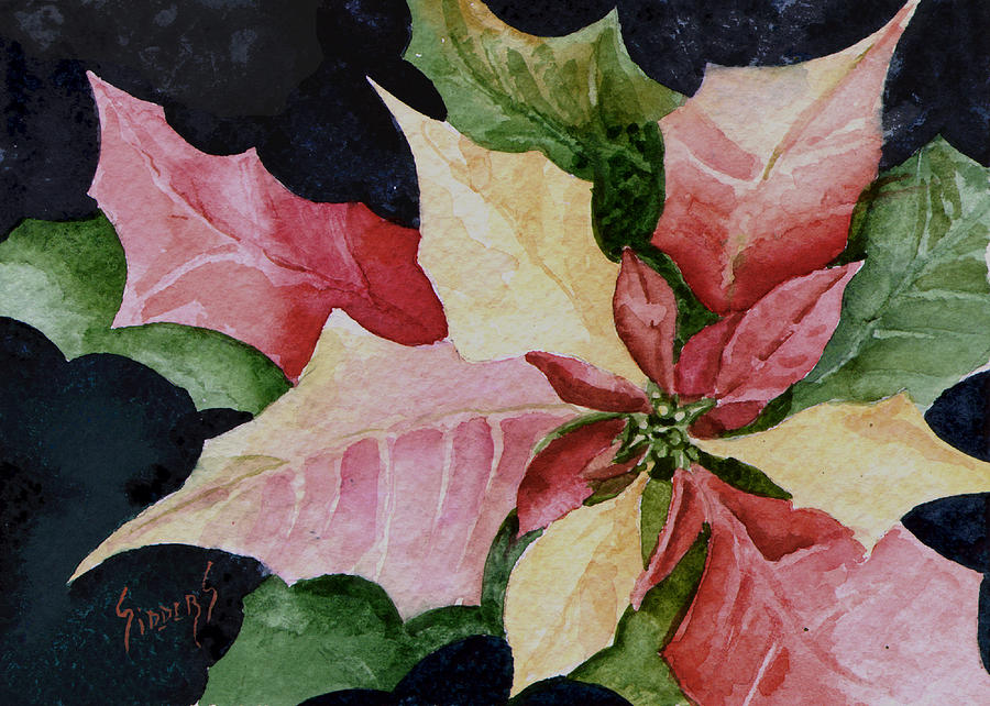 900x642 Poinsettia Painting By Sam Sidders