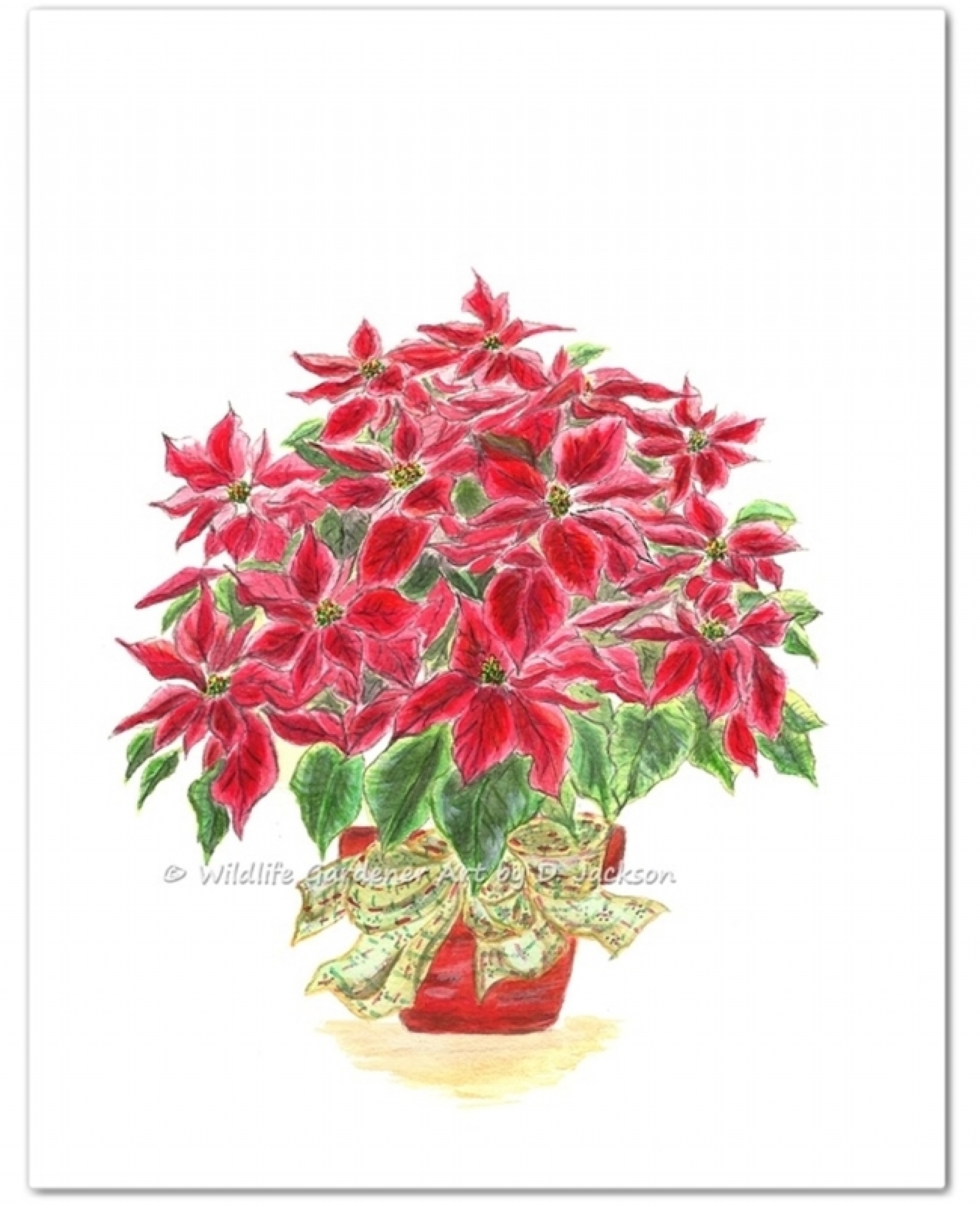 1600x1969 Red Christmas Poinsettia Plant Watercolor Art Print Wildlife