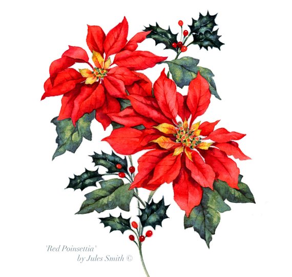 570x542 Watercolour Painting Red Poinsettia Flower Art Print Original Etsy